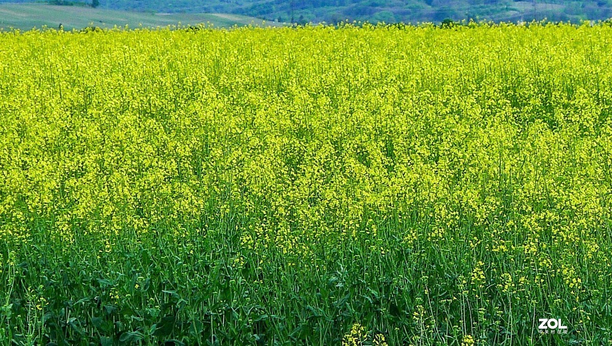 “绿毯”拜“赤峰”--祝师友安好！！