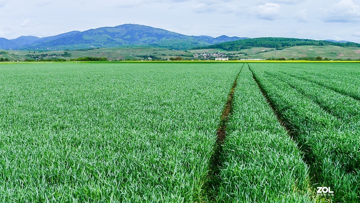 “绿毯”拜“赤峰”--祝师友安好！！