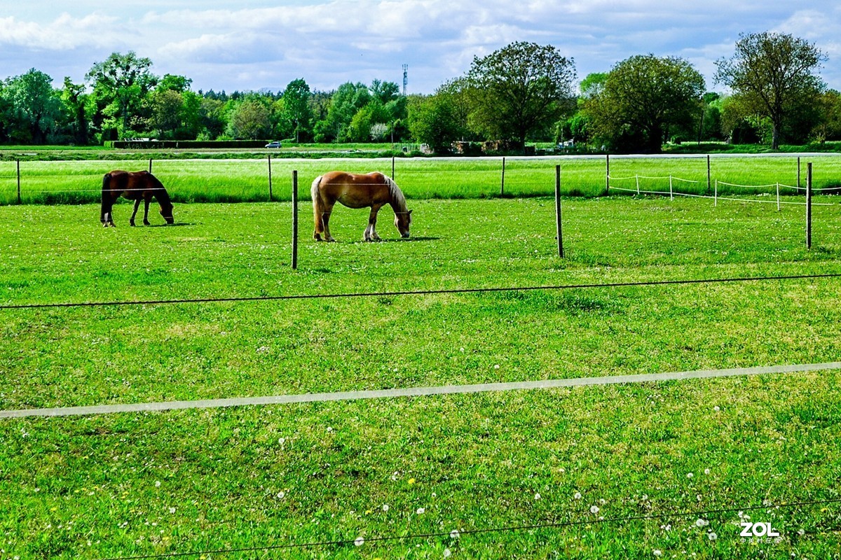 “绿毯”拜“赤峰”--祝师友安好！！