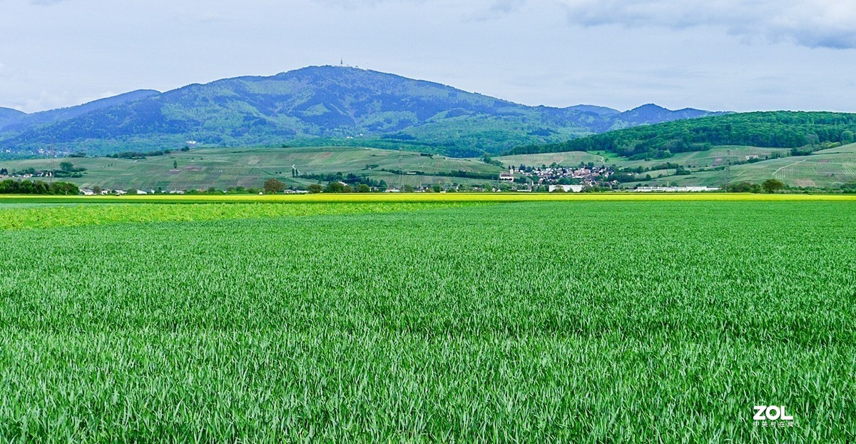 “绿毯”拜“赤峰”--祝师友安好！！