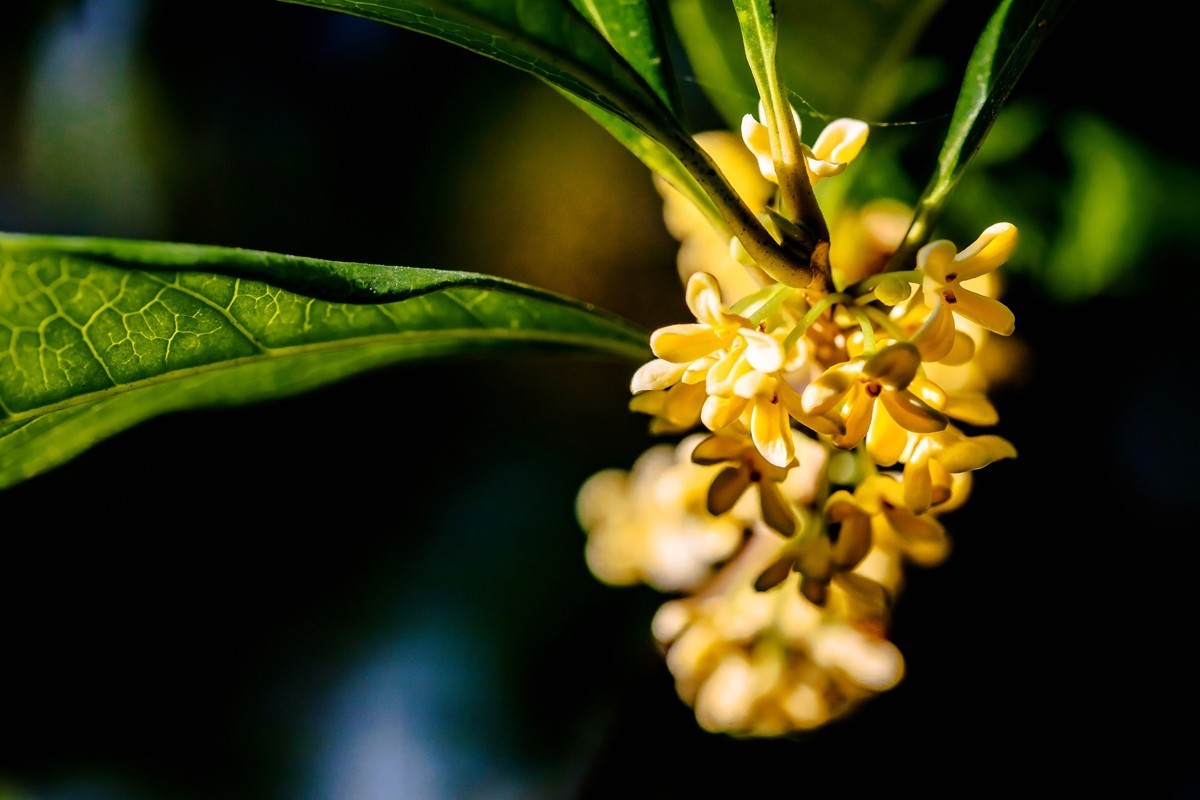 房前桂花沁心脾