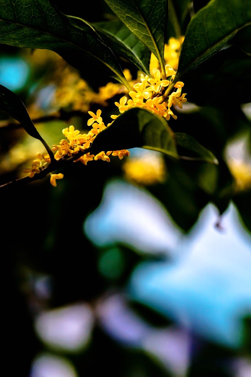 房前桂花沁心脾