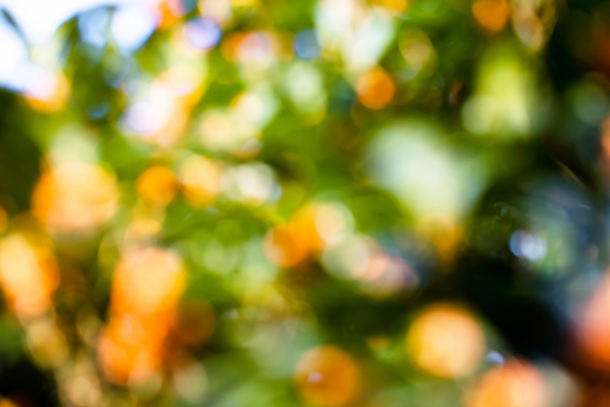 房前桂花沁心脾