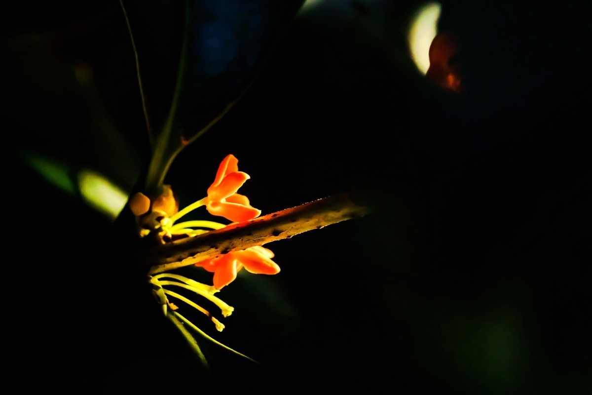 房前桂花沁心脾