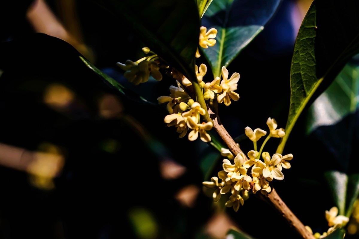 房前桂花沁心脾