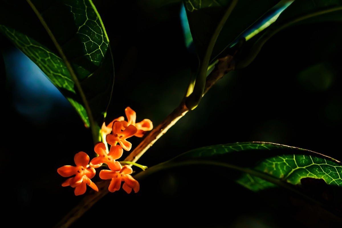 房前桂花沁心脾