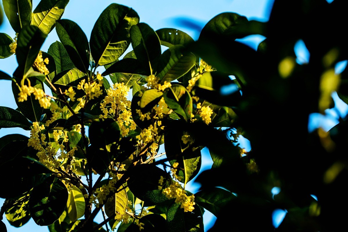 房前桂花沁心脾