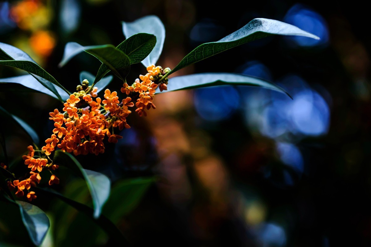 房前桂花沁心脾