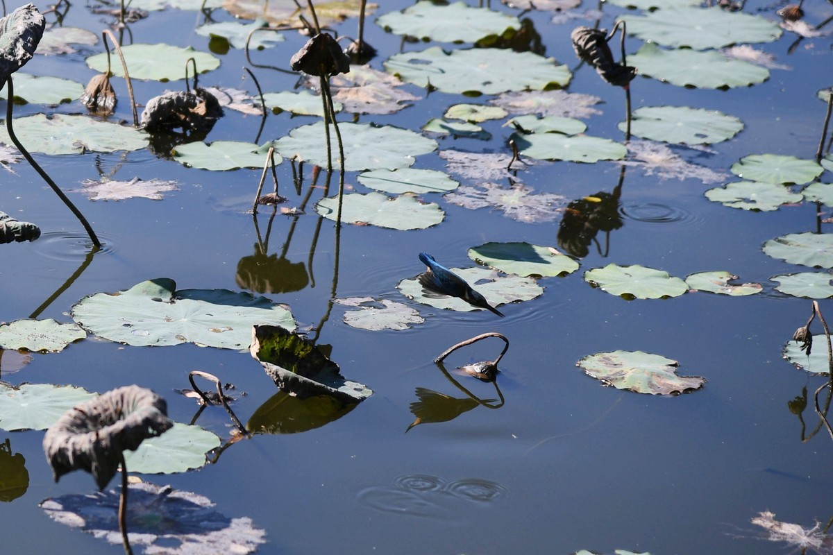 流花湖小翠捉小魚。