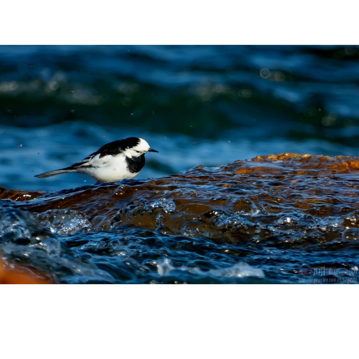 新收了P1000，试拍白鹡鸰