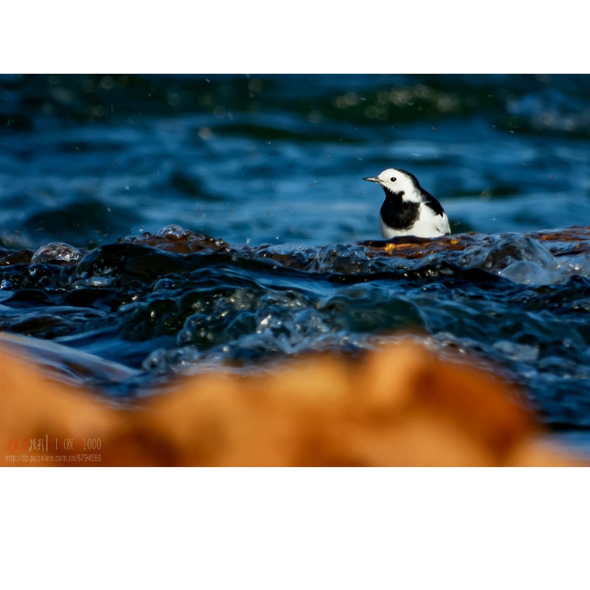 新收了P1000，试拍白鹡鸰