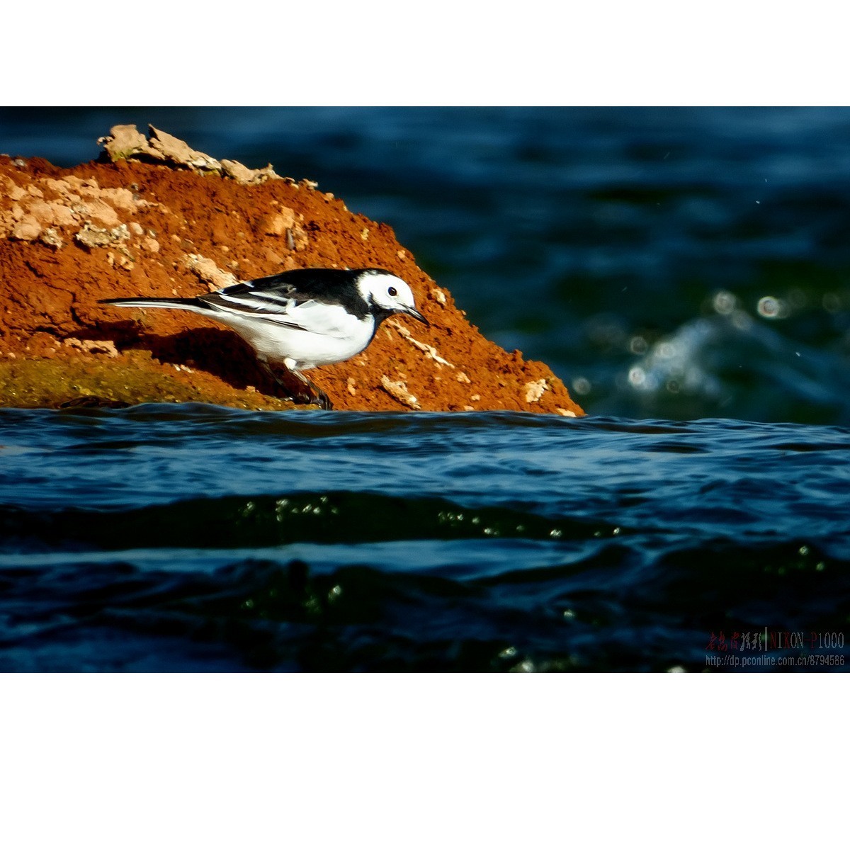 新收了P1000，试拍白鹡鸰