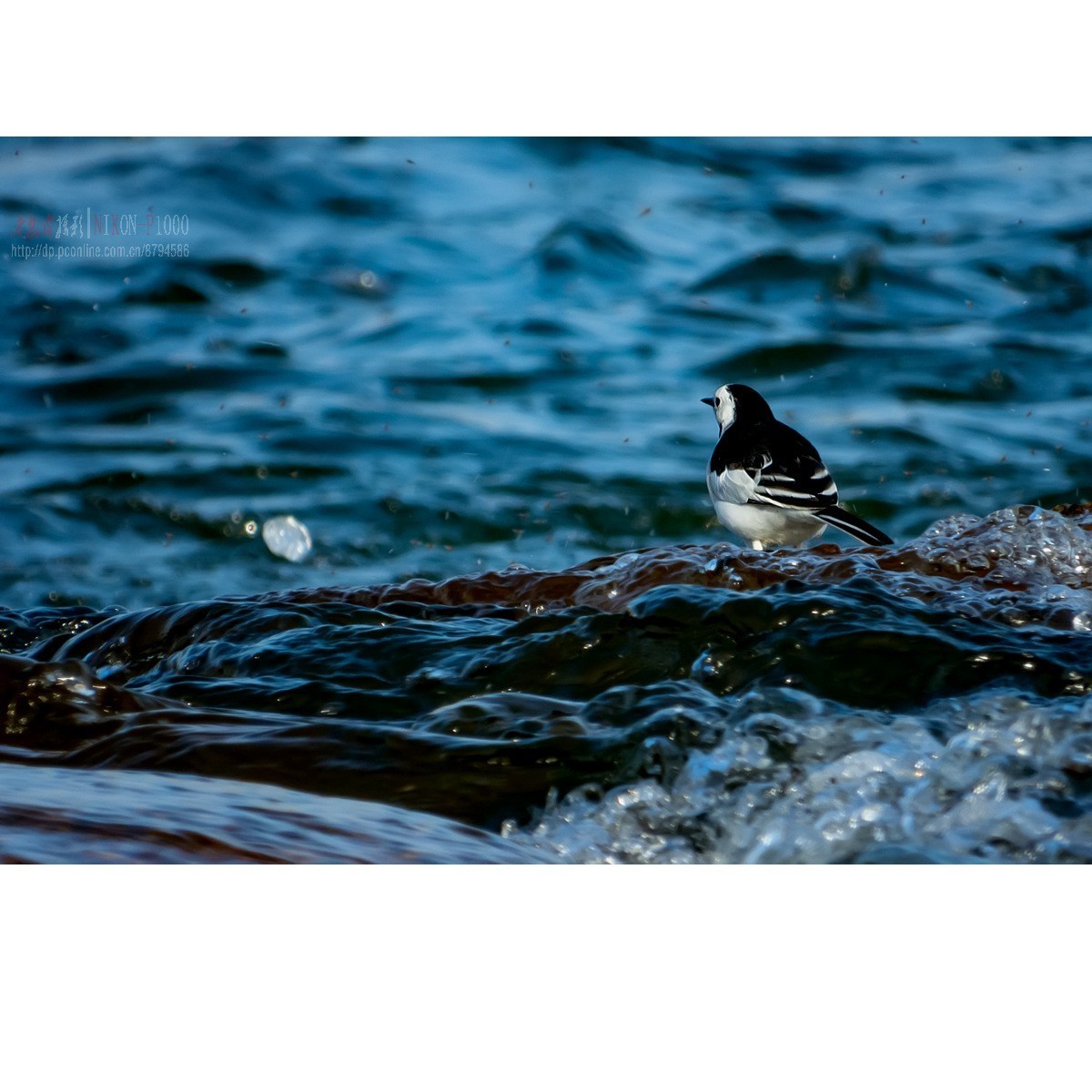 新收了P1000，试拍白鹡鸰