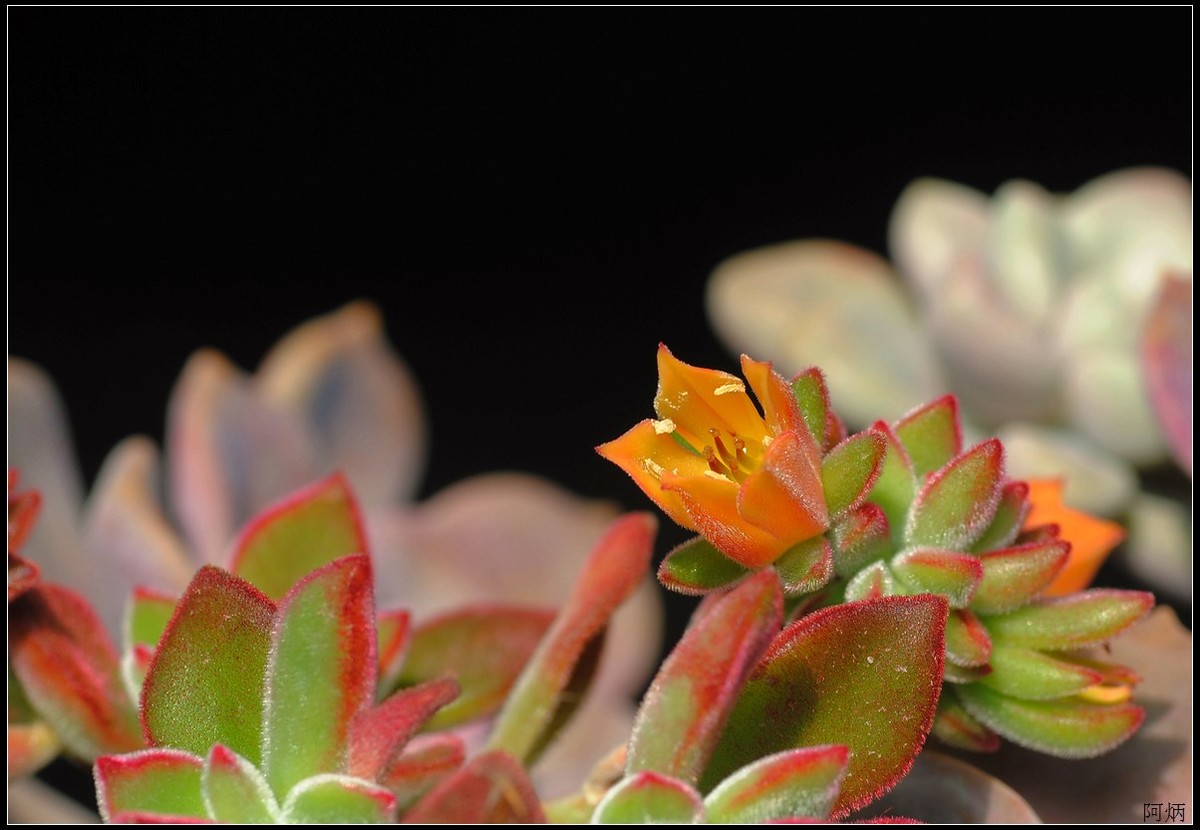 花卉练习（多肉2）