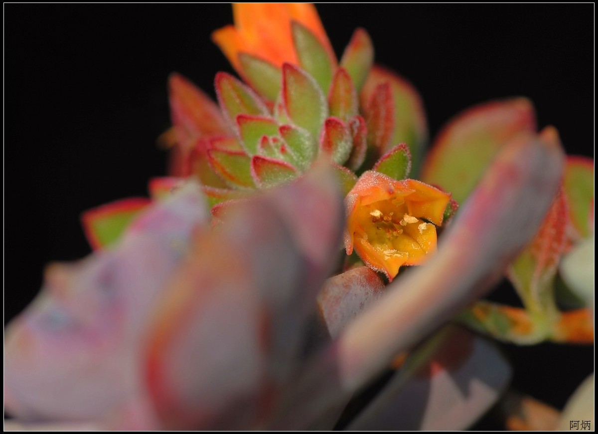 花卉练习（多肉2）