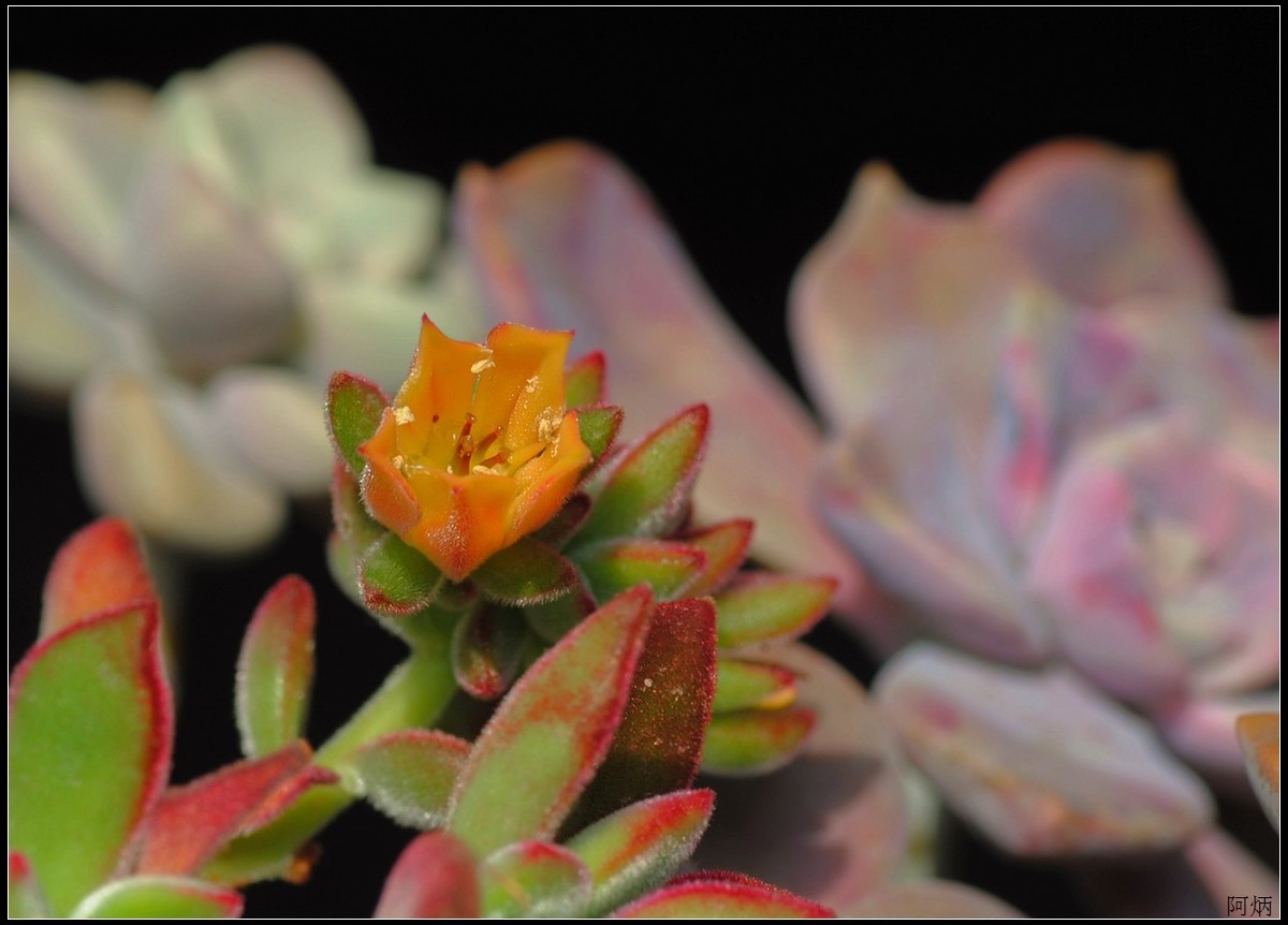 花卉练习（多肉2）