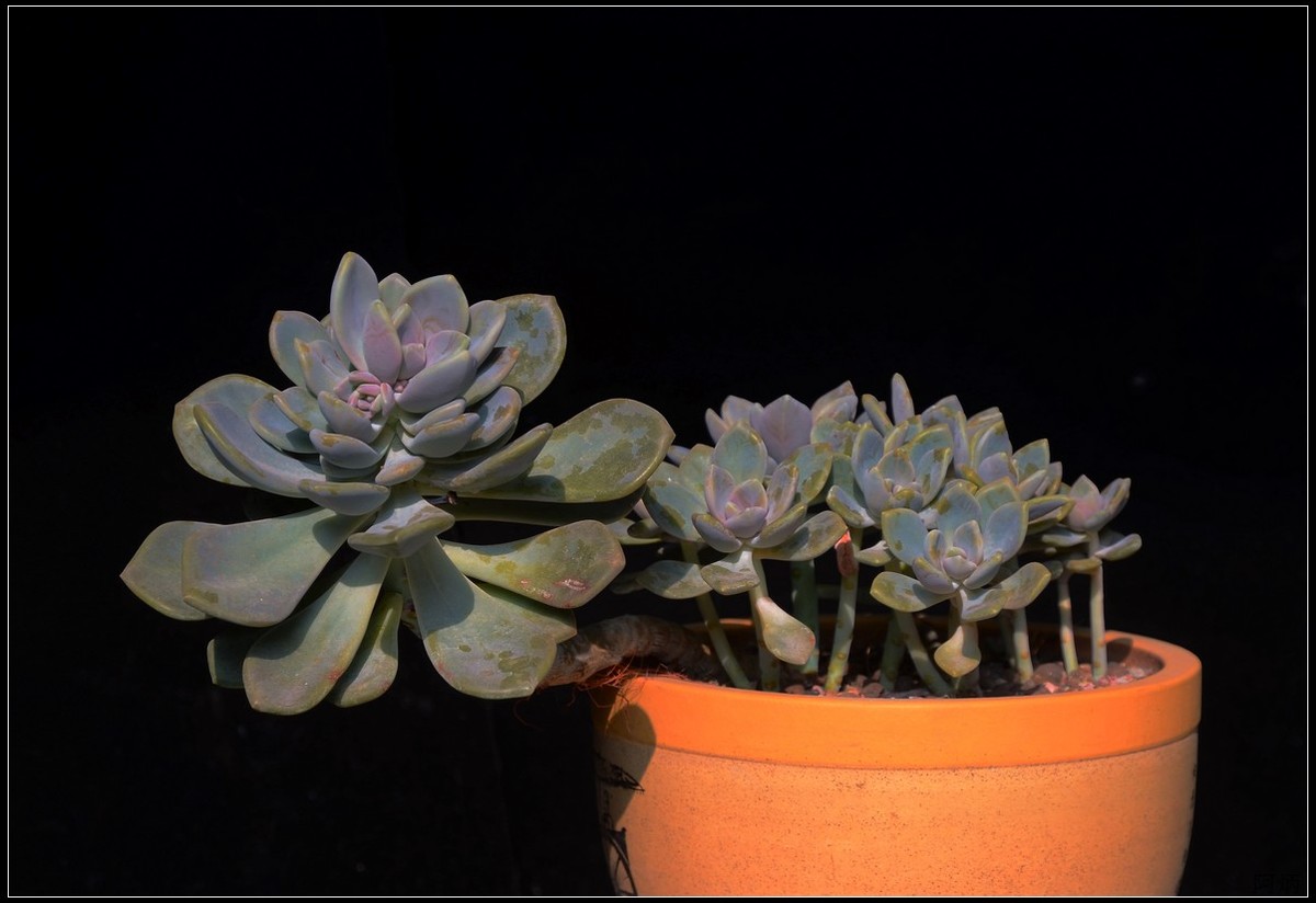 花卉练习（多肉2）