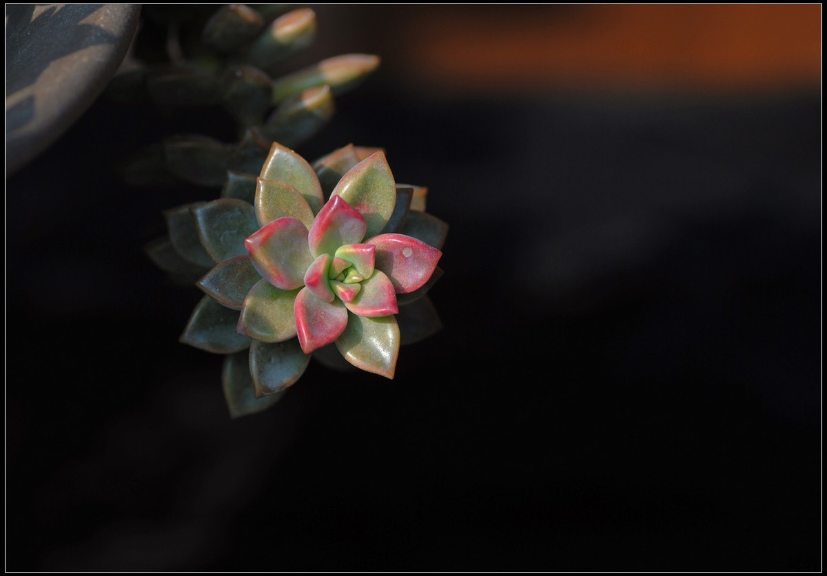 花卉练习（多肉2）