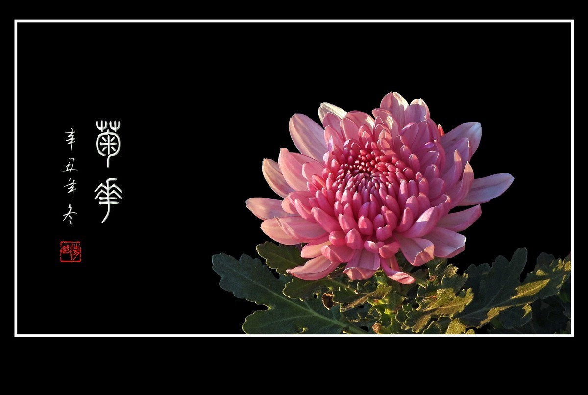 秋风舞动醉菊花