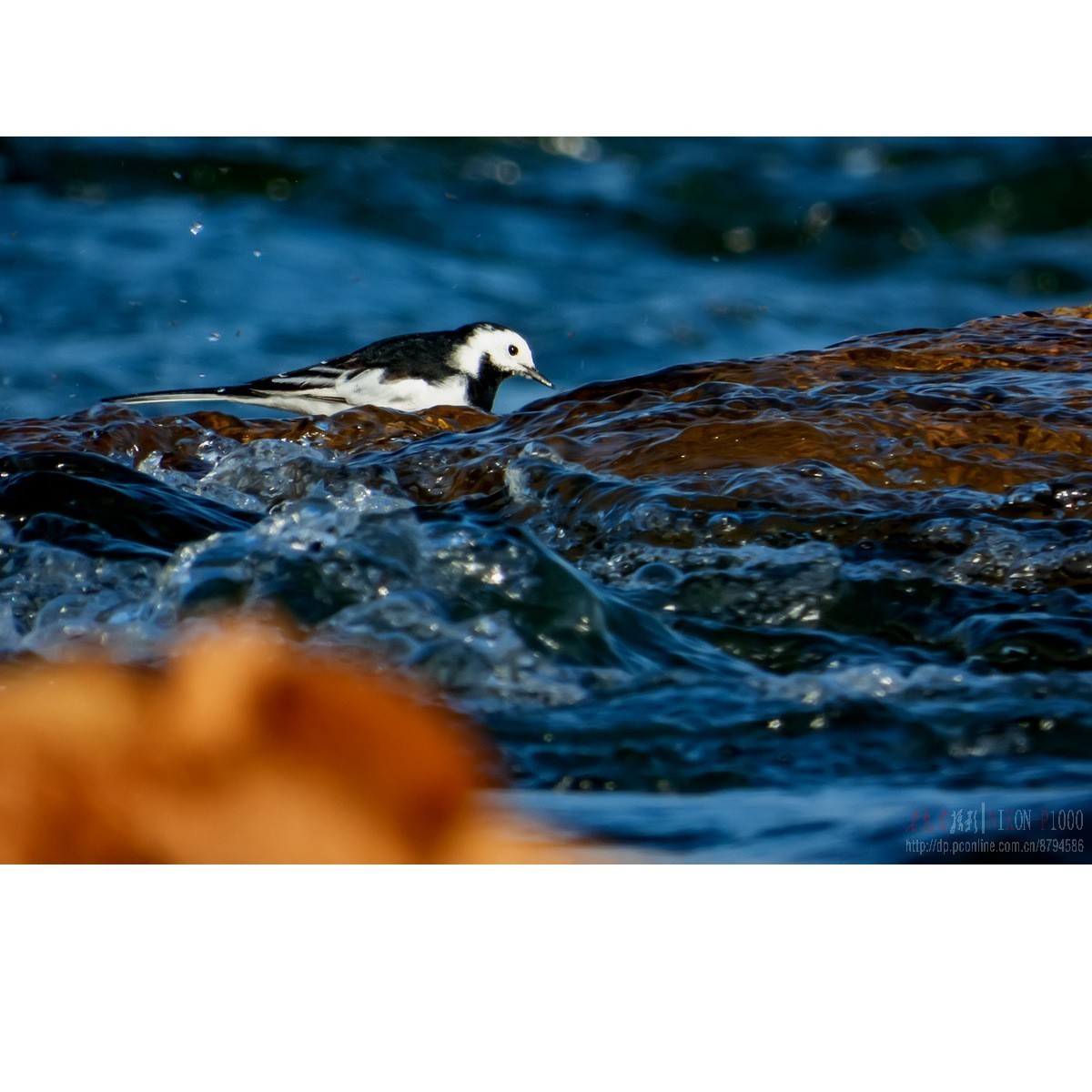 新收了P1000，试拍白鹡鸰