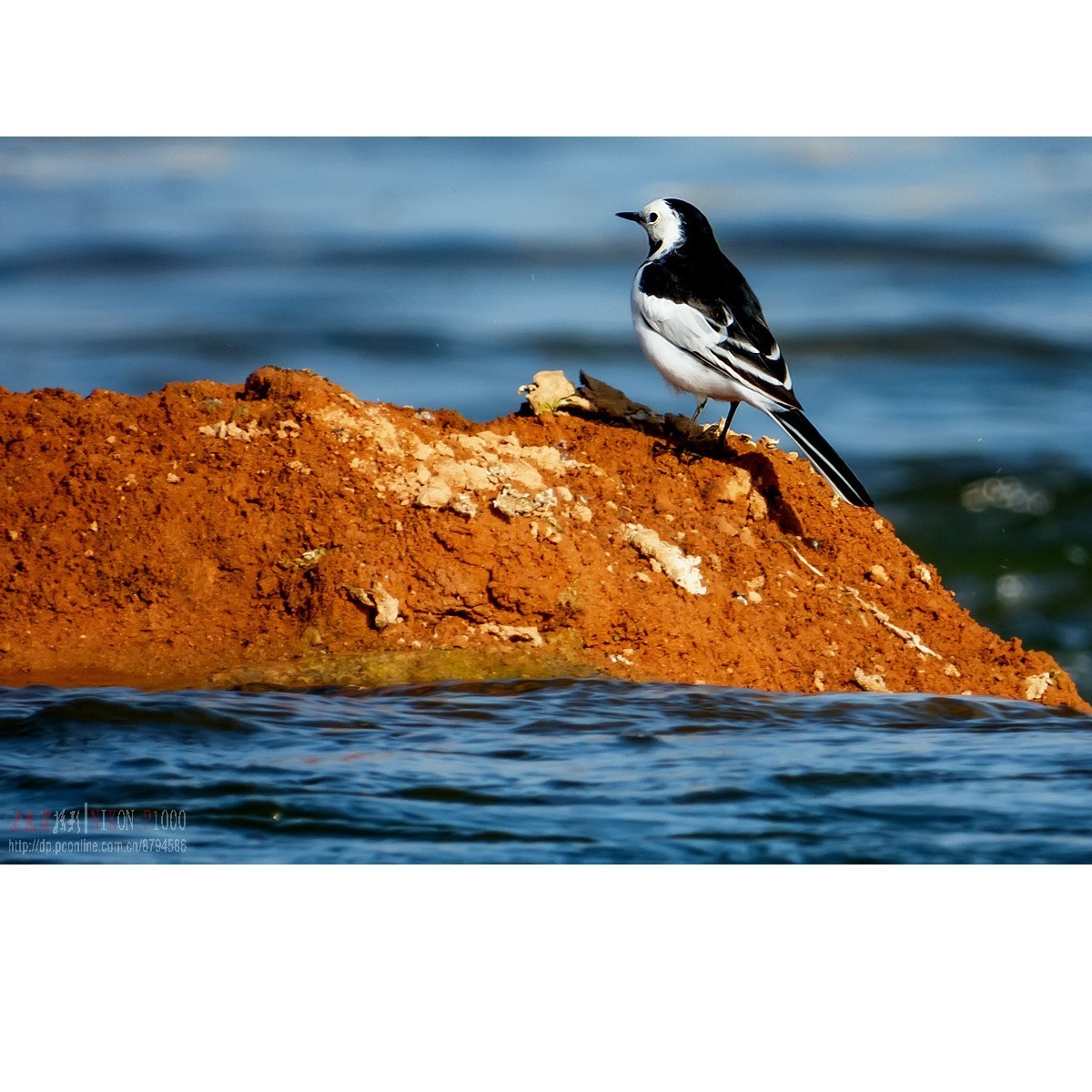 新收了P1000，试拍白鹡鸰