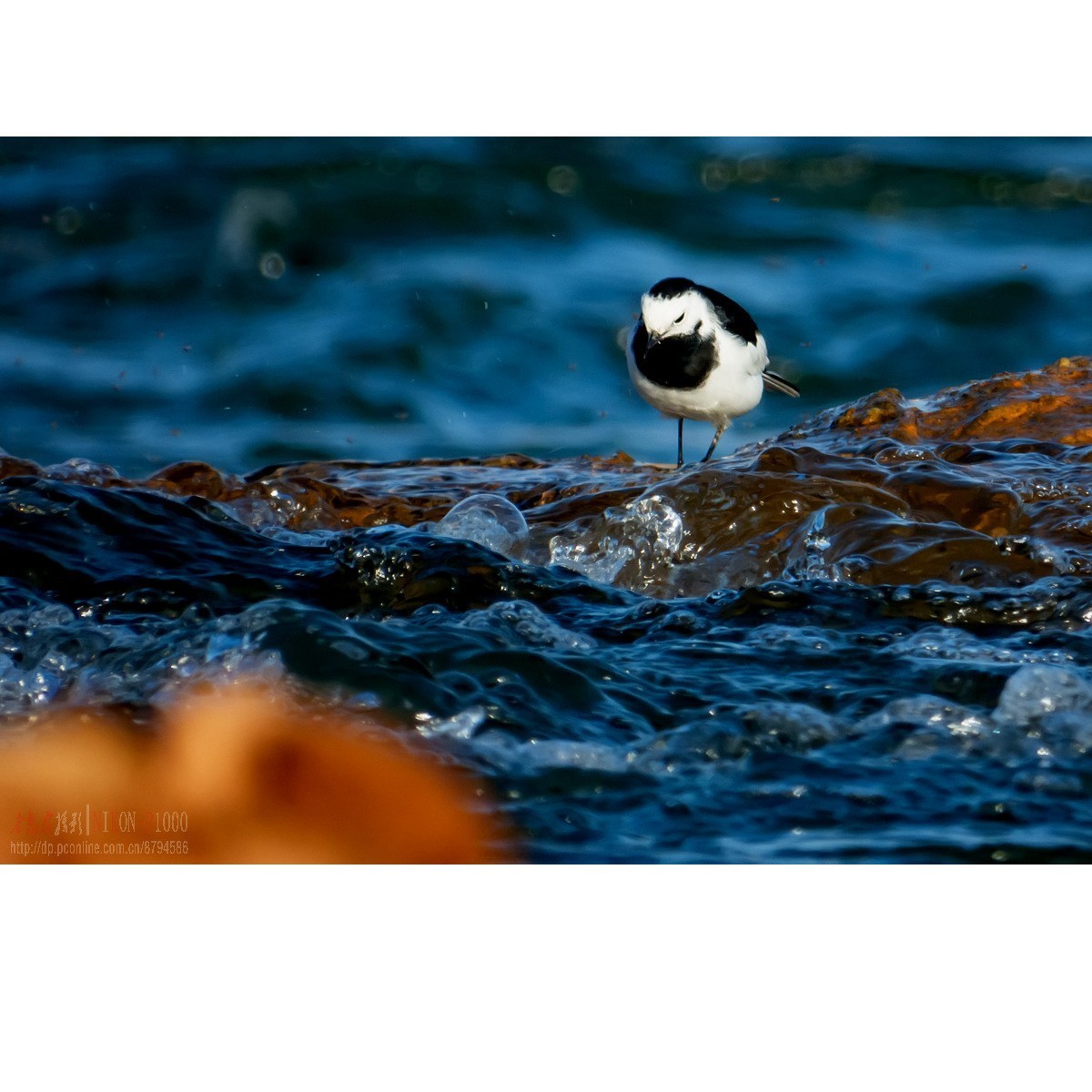 新收了P1000，试拍白鹡鸰