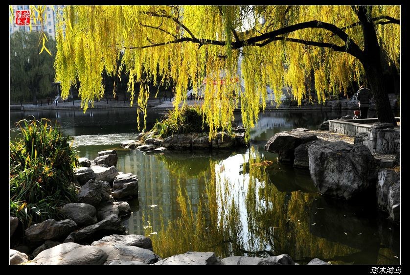 【追寻醉美秋色】4.非著名旅游景点街心公园