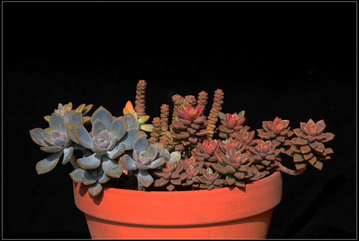 花卉练习（多肉2）