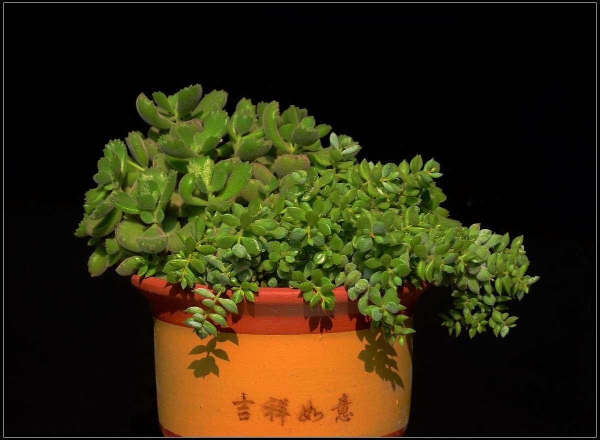 花卉练习（多肉2）