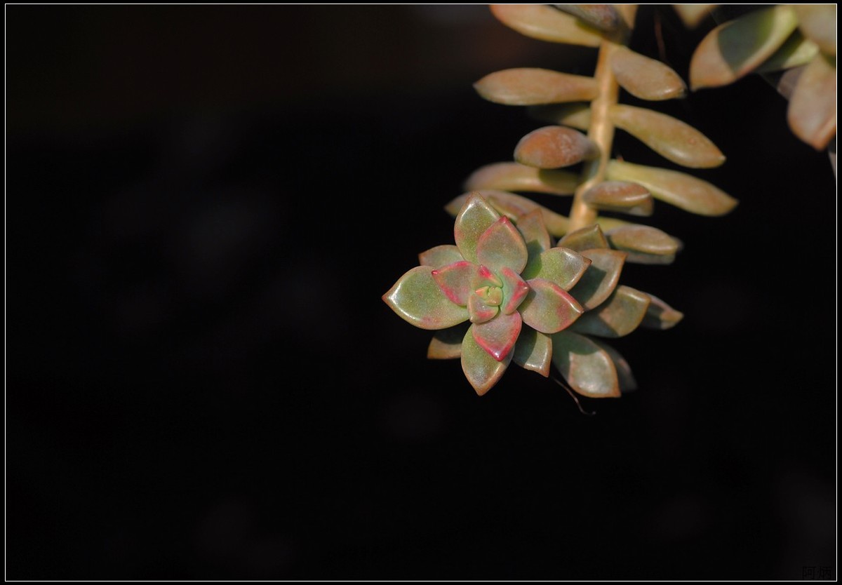 花卉练习（多肉2）