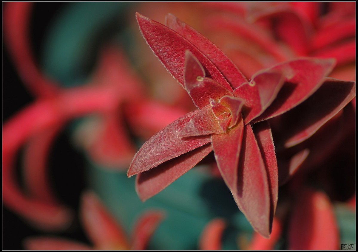 花卉练习（多肉2）