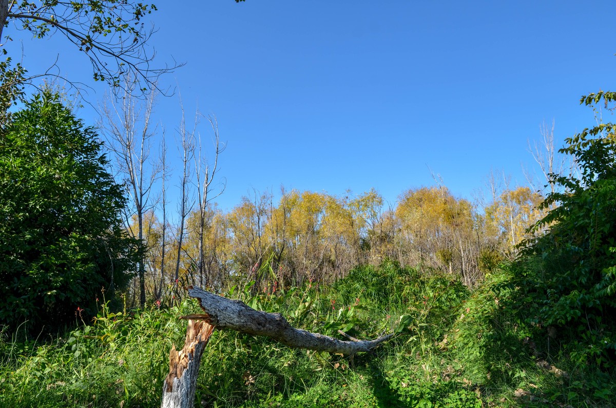 西昌●邛海湿地尼克尔 17-55mm f/2.8G试镜