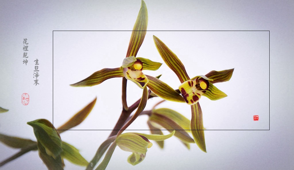 花里有乾坤  生旦净末丑