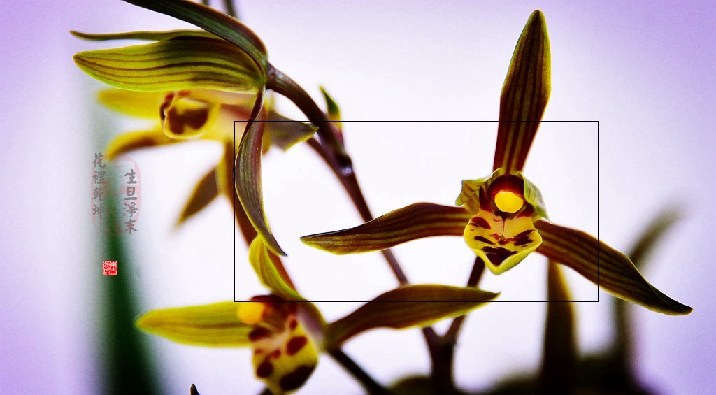 花里有乾坤  生旦净末丑