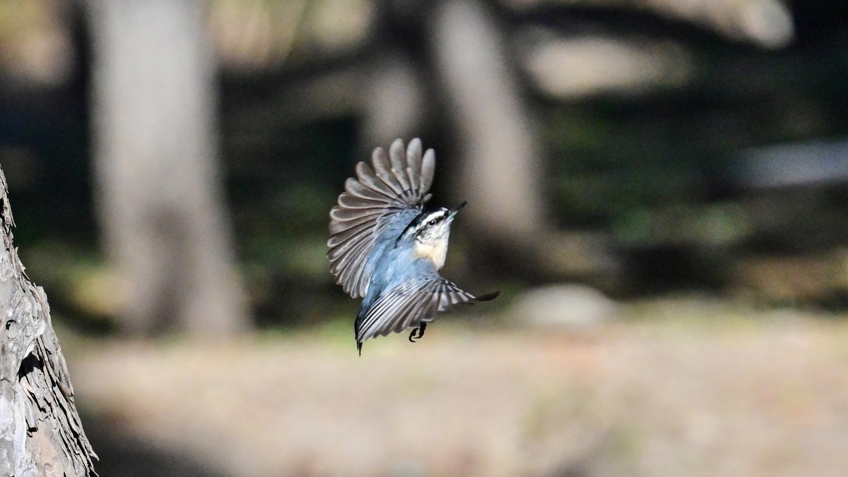 上树下地搬子忙，东埋西藏儲冬粮——黑头?