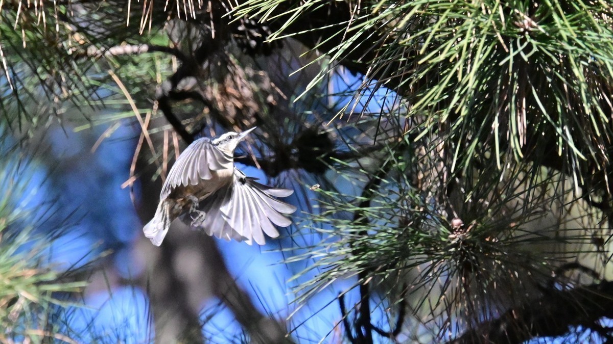 上树下地搬子忙，东埋西藏儲冬粮——黑头?