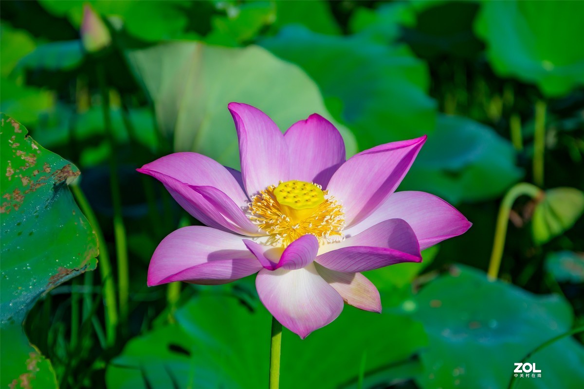 又是一年荷满塘