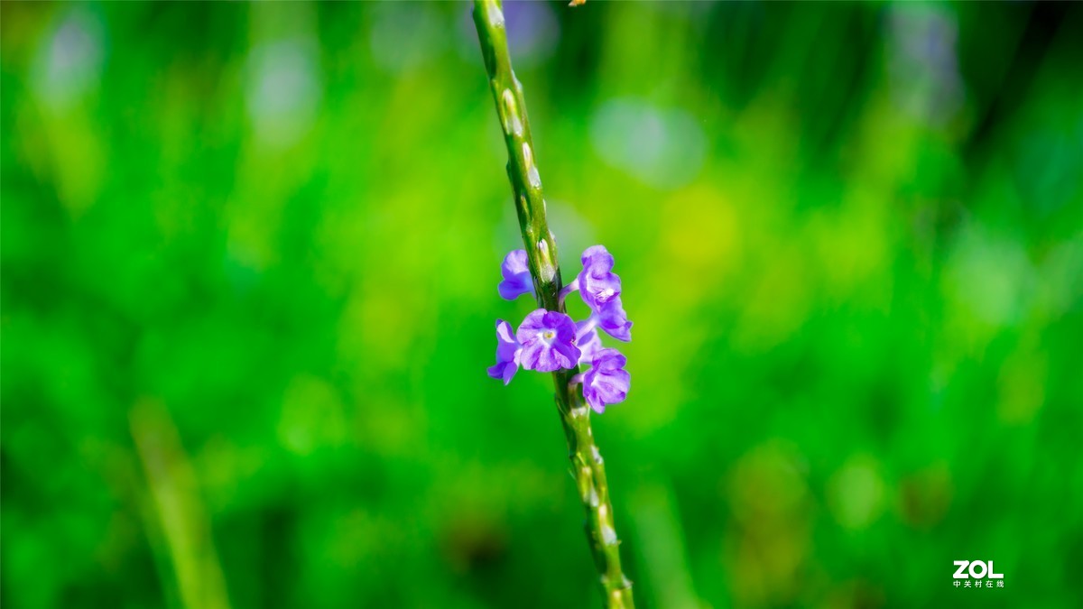 又是一年荷满塘