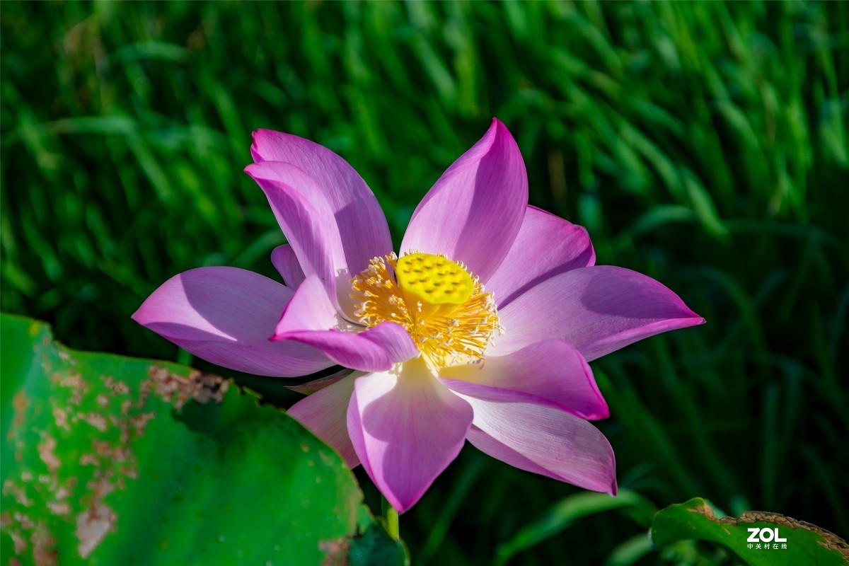 又是一年荷满塘