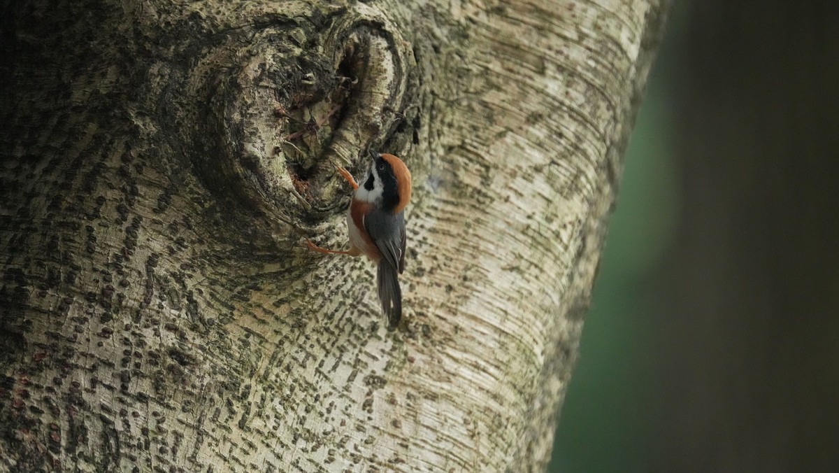 索尼A1旗舰相机 ----- 5010万高清级像素丶高速度鸟类追踪丶高画质的体验