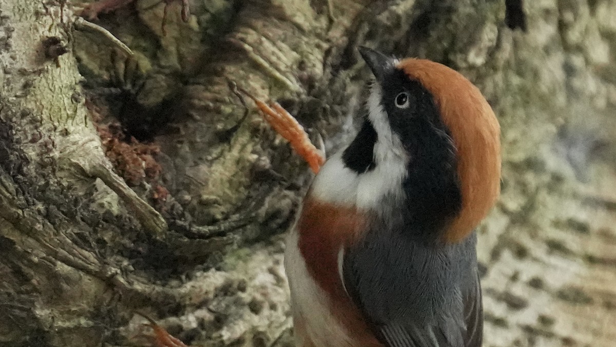 索尼A1旗舰相机 ----- 5010万高清级像素丶高速度鸟类追踪丶高画质的体验