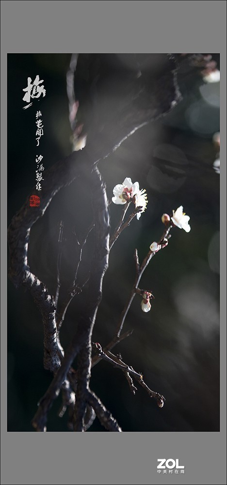 梅花开了
