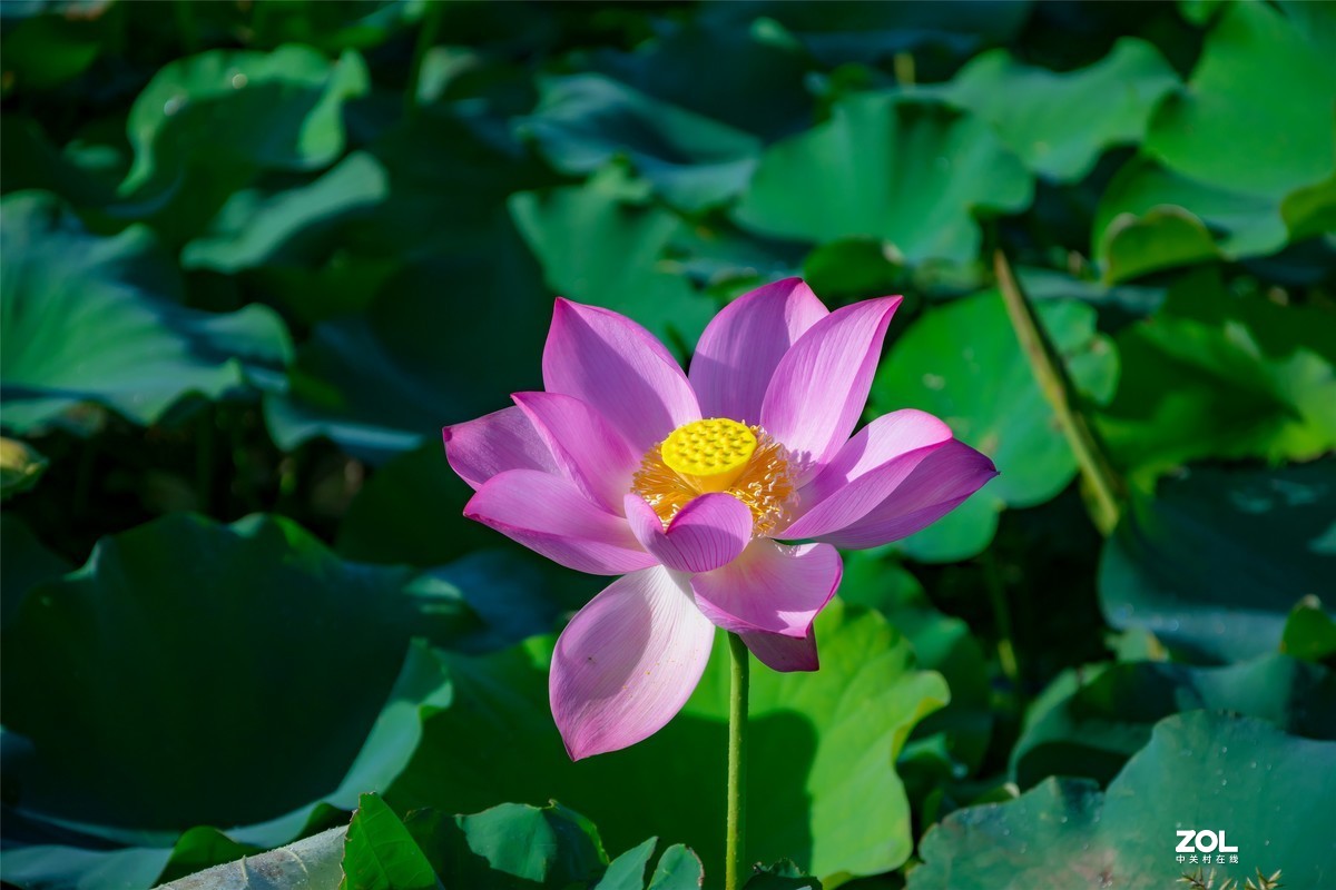 又是一年荷满塘