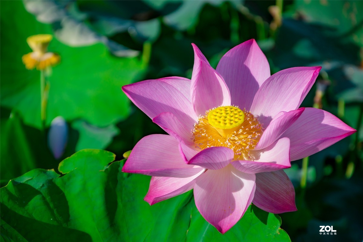 又是一年荷满塘