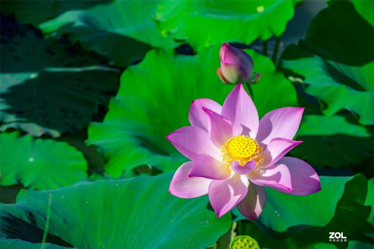 又是一年荷满塘