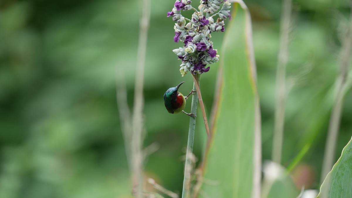 索尼A1旗舰相机 ----- 5010万高清级像素丶高速度鸟类追踪丶高画质的体验