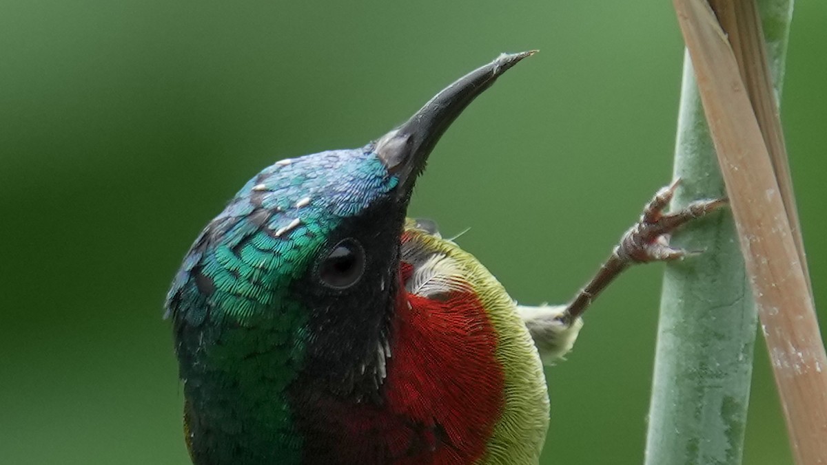 索尼A1旗舰相机 ----- 5010万高清级像素丶高速度鸟类追踪丶高画质的体验