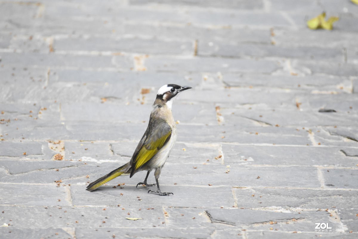 再打几个白头翁试试