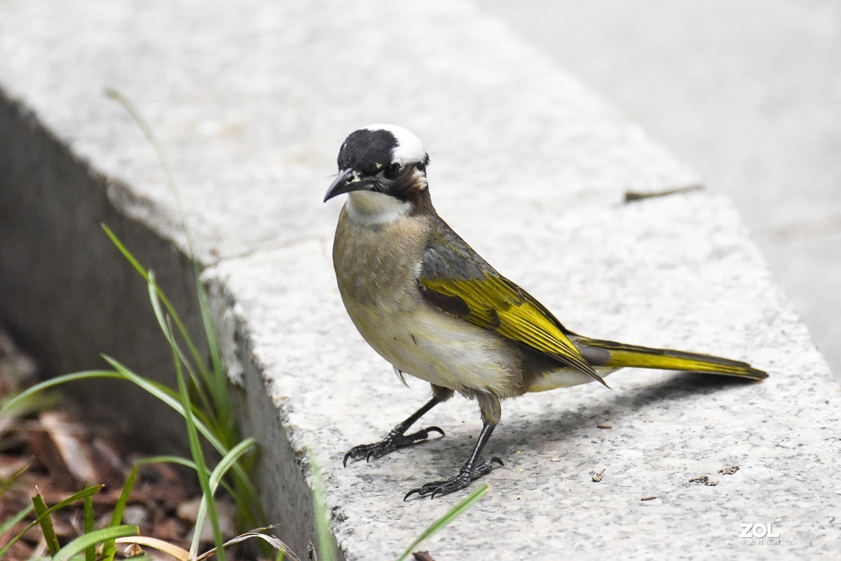 再打几个白头翁试试