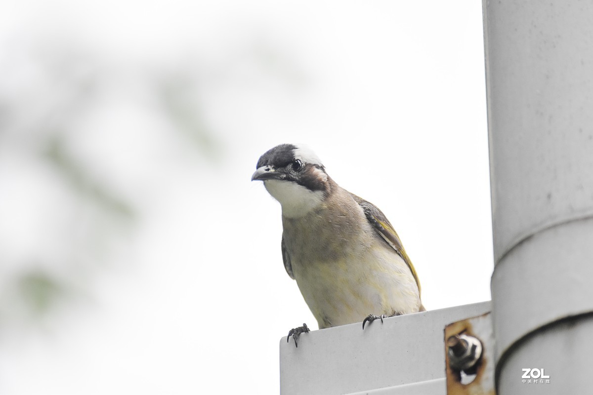 再打几个白头翁试试